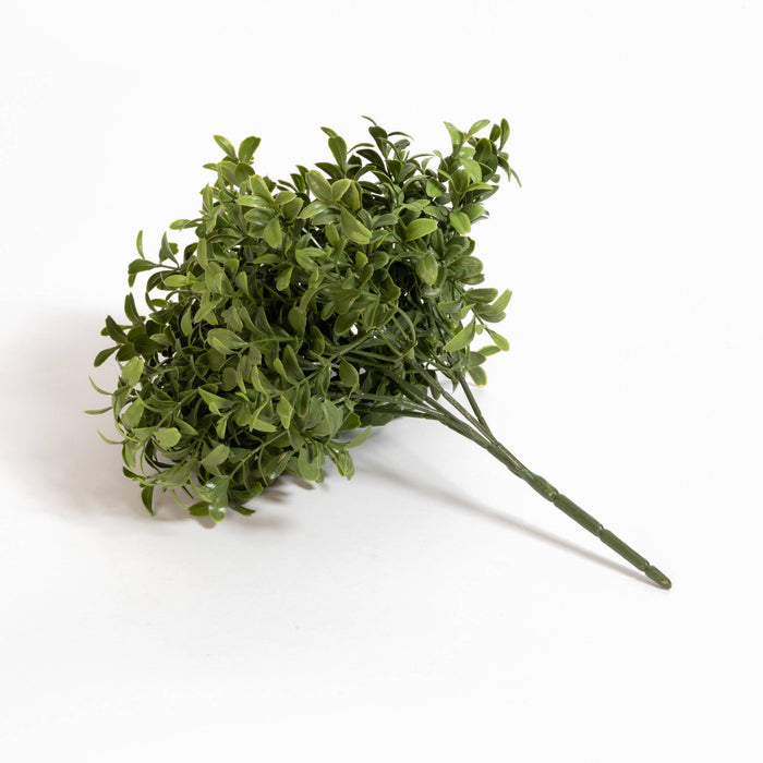 Boxwood Stem