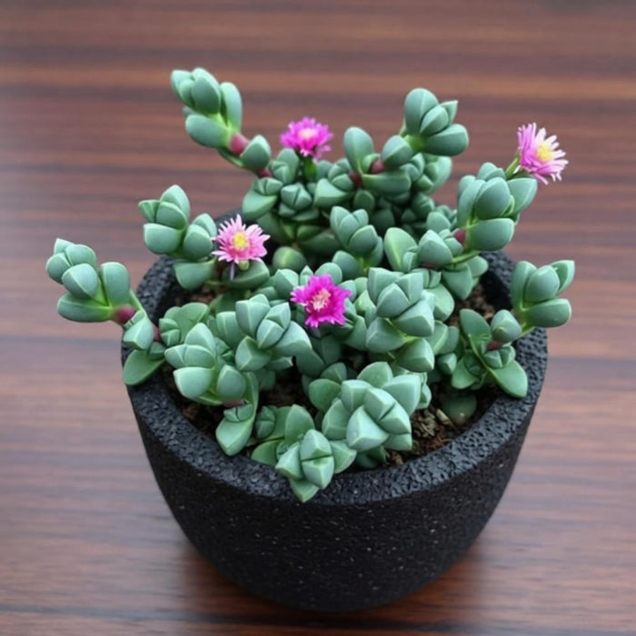 Corpuscularia Lehmannii (Ice Plant) Cuttings