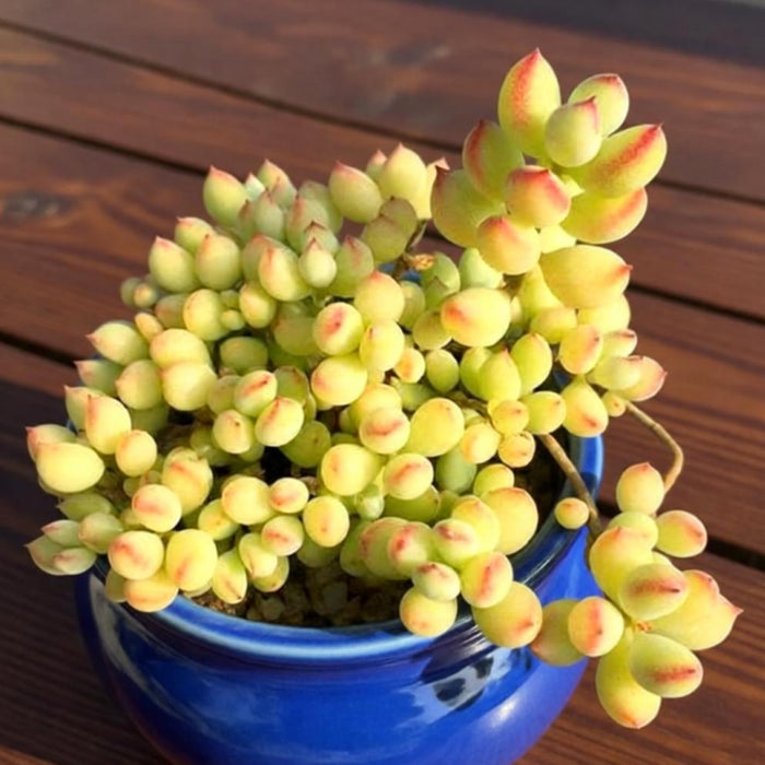 Cotyledon Pendens (Cliff Cotyledon) Cuttings