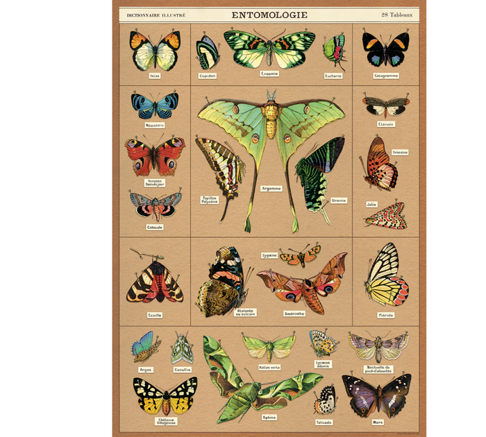 Entomology Poster/ butterflies