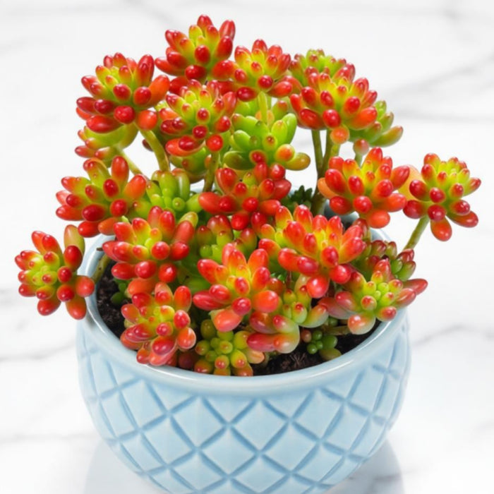 Sedum Rubrotinctum 'Roseum'