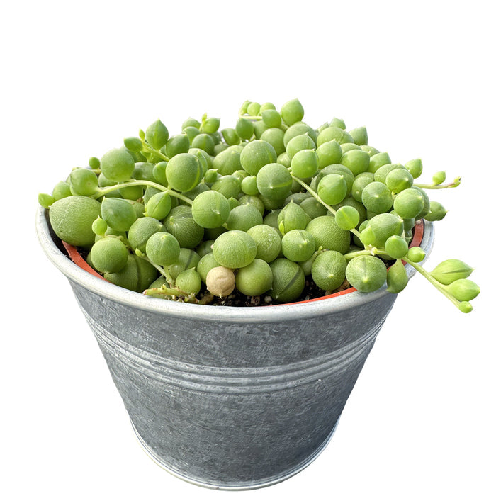 1 Plant / Metal Bucket