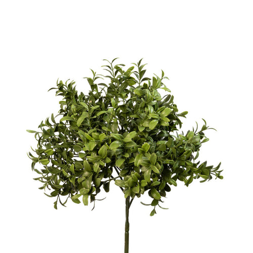 Boxwood Stem