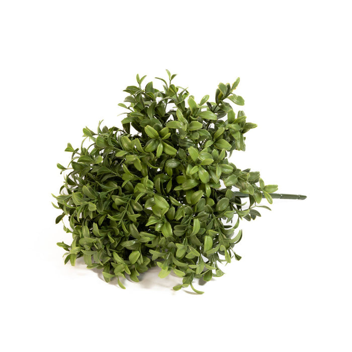 Boxwood Stem
