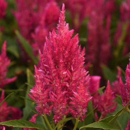 Celosia Sunday Bright Pink Seed