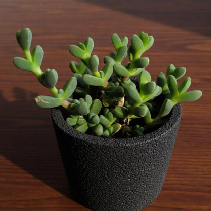 Corpuscularia Lehmannii (Ice Plant) Cuttings
