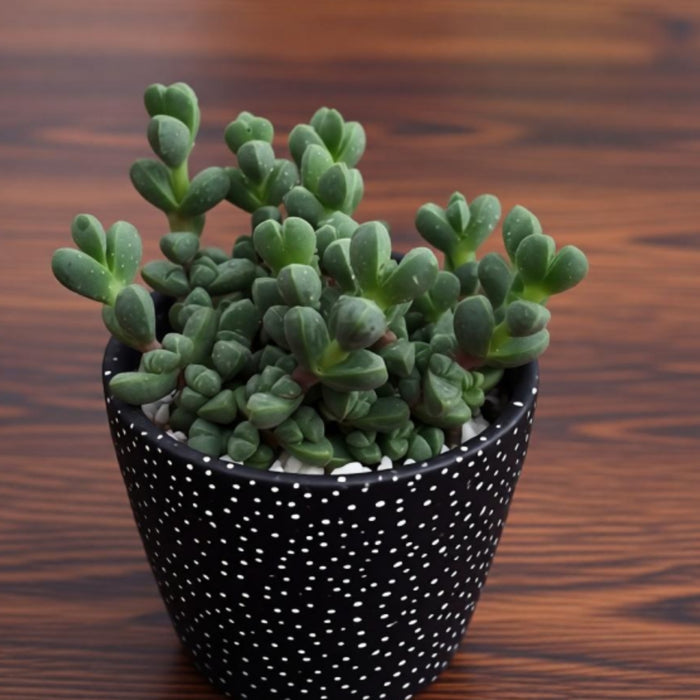Corpuscularia Lehmannii (Ice Plant) Cuttings