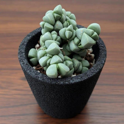 Corpuscularia Lehmannii (Ice Plant) Cuttings