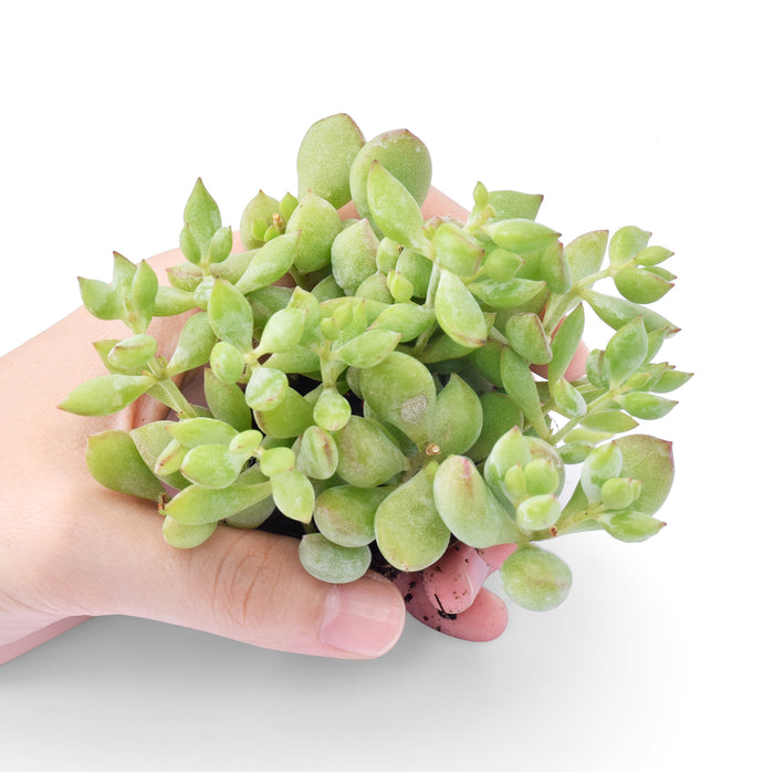 the left hand is holding dozens of cotyledon pendens succulent cuttings