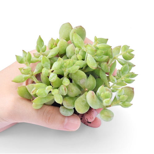 the left hand is holding dozens of cotyledon pendens succulent cuttings