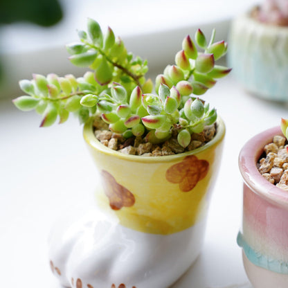 Cotyledon Pendens (Cliff Cotyledon) Cuttings