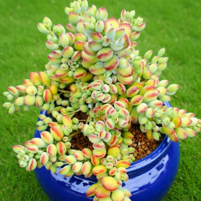 Cotyledon Pendens (Cliff Cotyledon) Cuttings