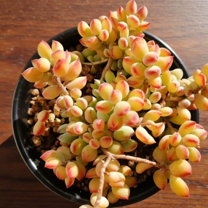 Cotyledon Pendens (Cliff Cotyledon) Cuttings