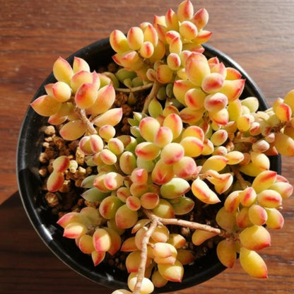 Cotyledon Pendens (Cliff Cotyledon) Cuttings