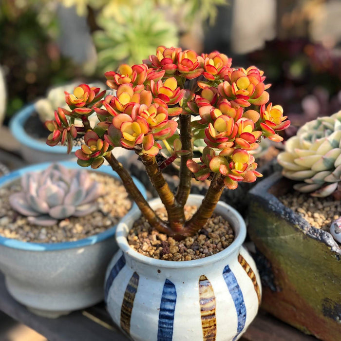 Crassula ovata 'Crosby's Compact' (Dwarf Jade Plant) Cuttings