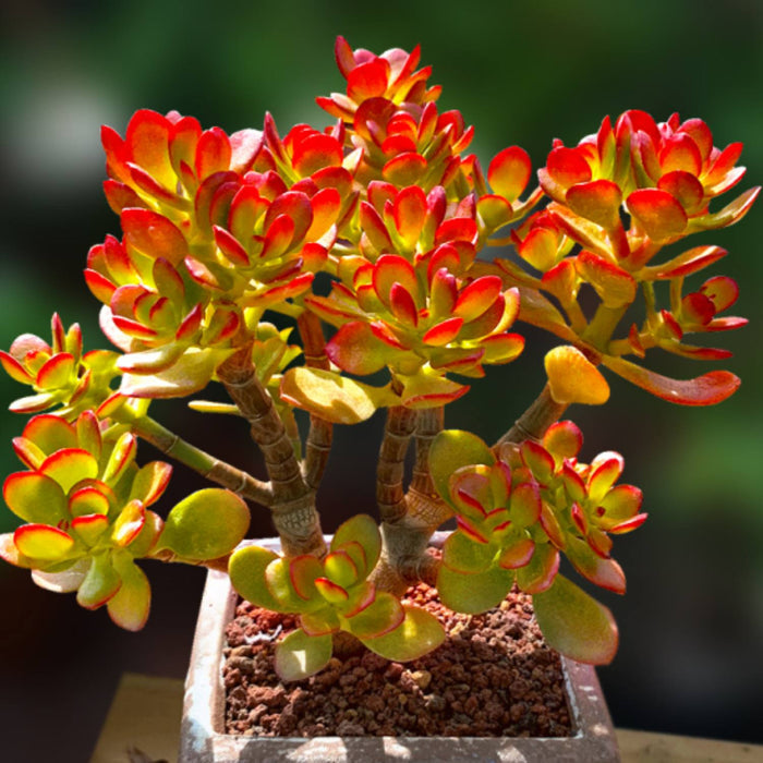 Crassula ovata 'Crosby's Compact' (Dwarf Jade Plant) Cuttings