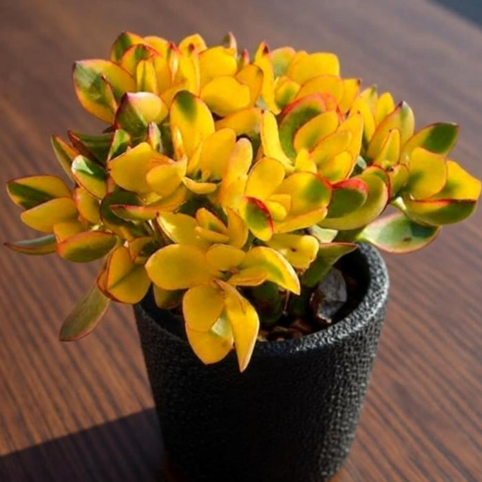 Crassula Ovata Hummel Sunset/Golden Jade Plant Cuttings