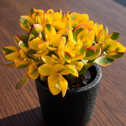 Crassula Ovata Hummel Sunset/Golden Jade Plant Cuttings
