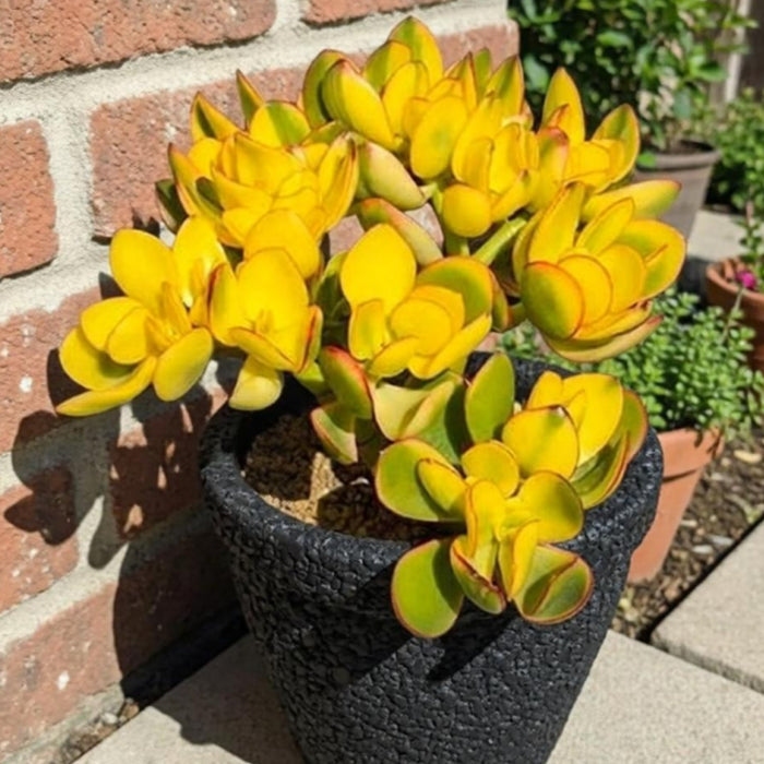 Crassula Ovata Hummel Sunset/Golden Jade Plant Cuttings