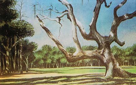 Crooked Oak