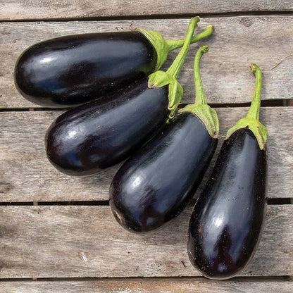 Eggplant Gaudi F1 Seed