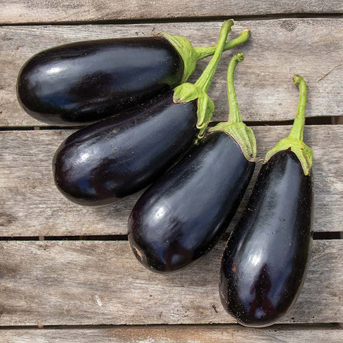 Eggplant Gaudi F1 Seed