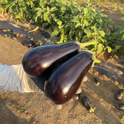 Eggplant Gaudi F1 Seed