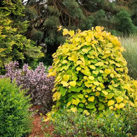 Golden Falls Redbud Tree with cascading golden foliage and narrow weeping form in a small garden landscape