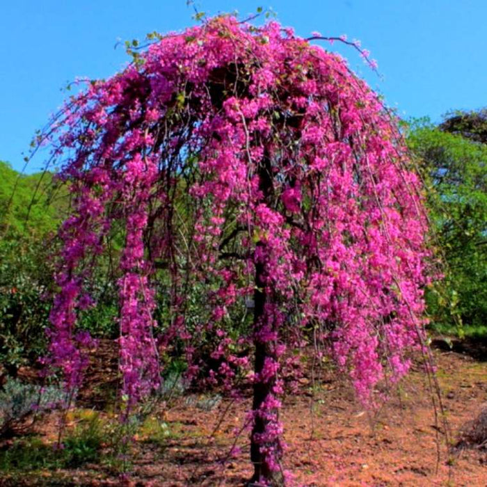 Golden Falls® Redbud Tree blooming with lavender-pink flowers on bare weeping branches