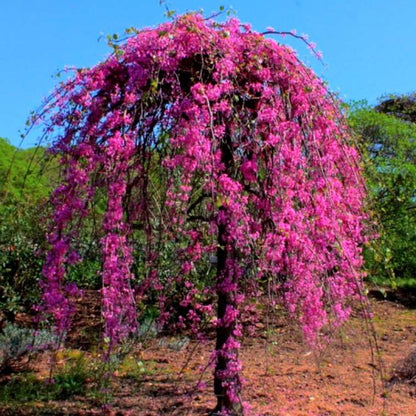 Golden Falls® Redbud Tree blooming with lavender-pink flowers on bare weeping branches