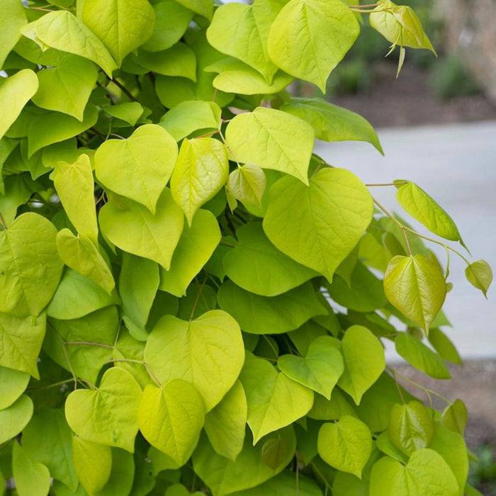 Cercis canadensis NC2015-12 Golden Falls with orange-tinged new leaves turning golden yellow