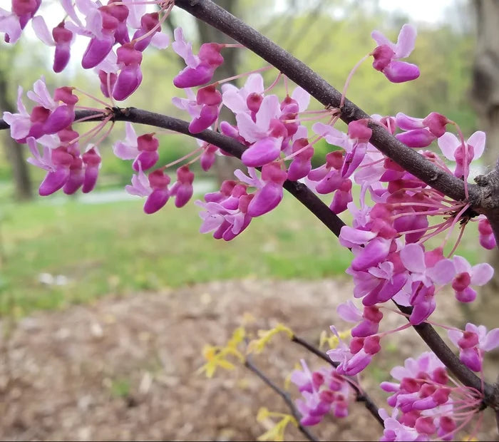 Small-space redbud tree with spring pink blooms, and cascading branches