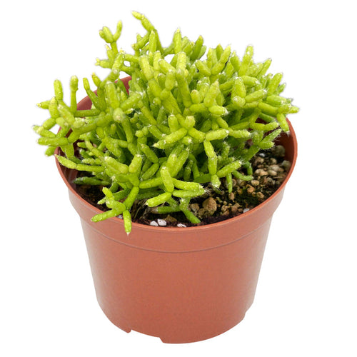 Hatiora Salicornioide (4 inch)