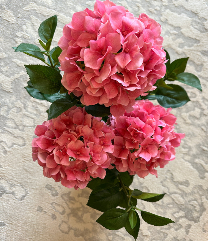 Hydrangea PINK Fresh Touch