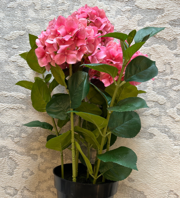 Hydrangea PINK Fresh Touch