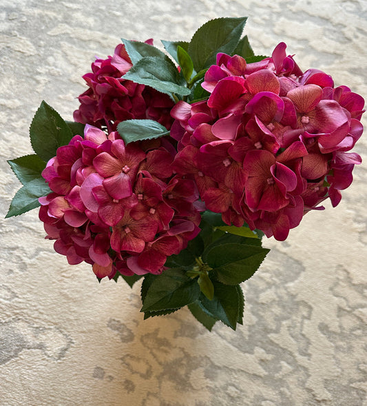 Hydrangea ROSE Fresh Touch