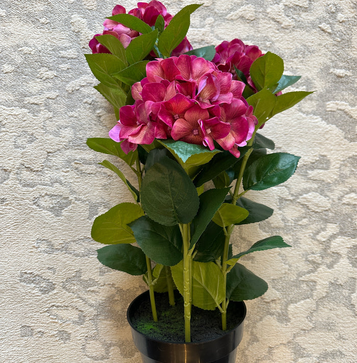 Hydrangea ROSE Fresh Touch