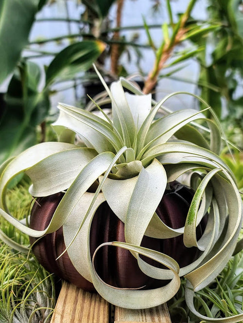 Large Brown Pumpkin 3D Printed Holder w/ Xerographica