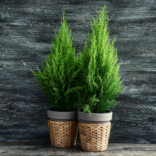 lemon cypress trees look like mini christmas trees