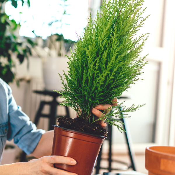 lemon cypress trees are great as potted plants