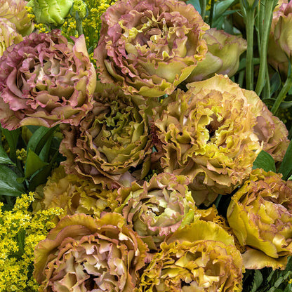 Lisianthus Rosanne 1 Brown F1 Seed