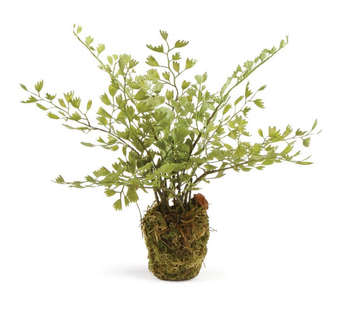 Maidenhair Drop In Plant