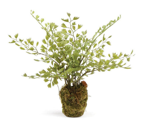 Maidenhair Drop In Plant