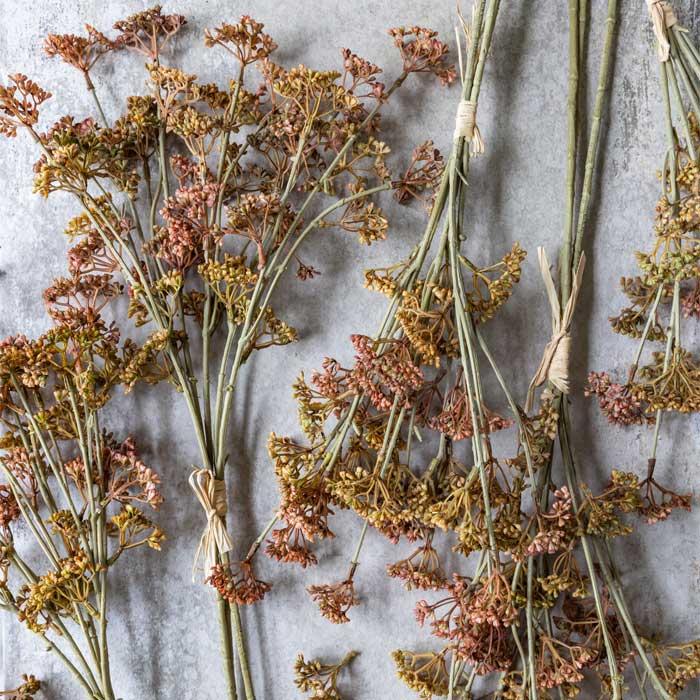 Meadow Sedge Stem