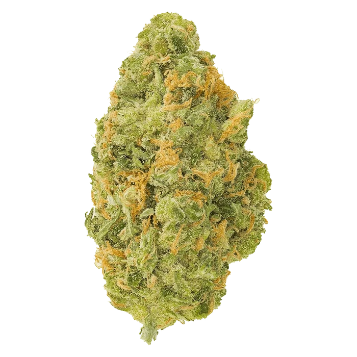 Close-up front view of a single Neon Sour bud showing dense lime-green nugs and bright orange hairs.