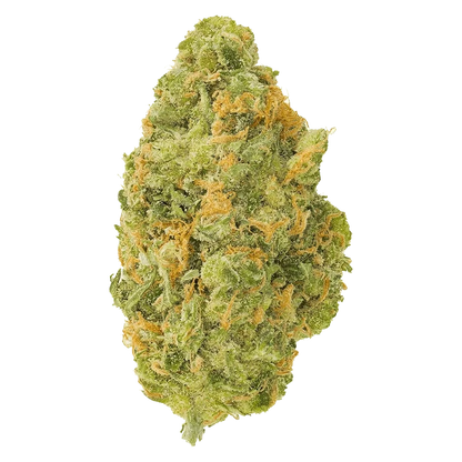Close-up front view of a single Neon Sour bud showing dense lime-green nugs and bright orange hairs.