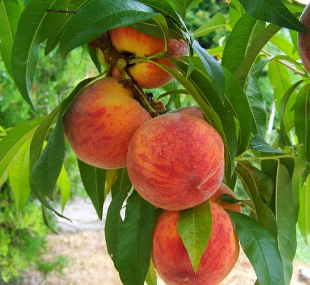 Okanagan Peach Mist Spray