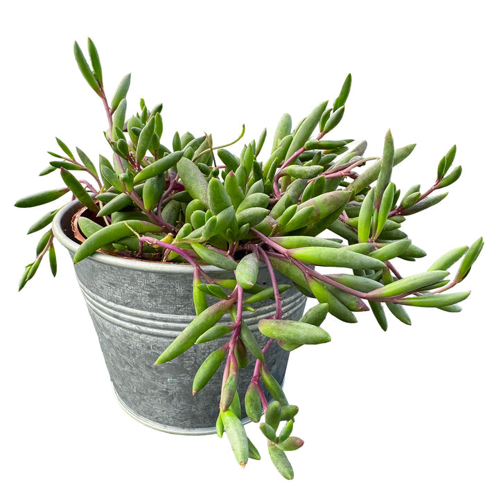 1 Plant / Vintage Pot