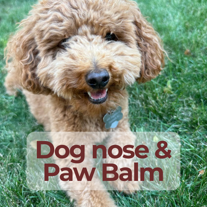 A close-up photo of a fluffy golden-brown dog outdoors on green grass, with a text overlay that reads 'Dog nose & Paw Balm'.