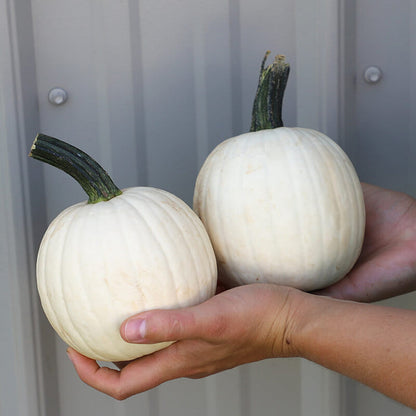 Pumpkin Snowdrop F1 Seed
